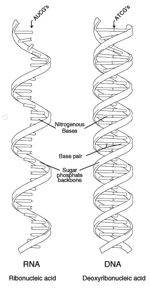 rna and dna molecule diagrams